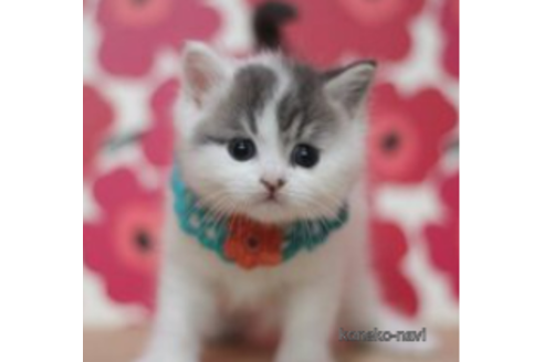 成約済の東京都のマンチカン-70817